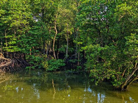 Spotting crocodiles - Sungei Buloh Wetland Reserve - The Curious Journal