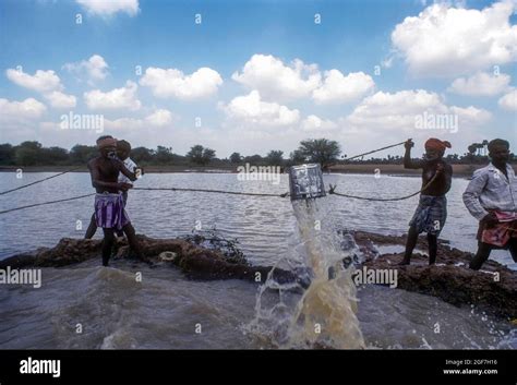 Traditional conventional irrigation from a tank with a tin, Tamil Nadu ...