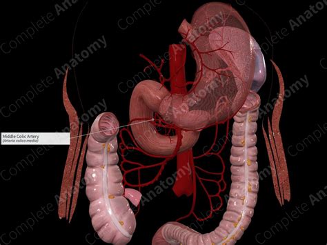 Middle Colic Artery | Complete Anatomy