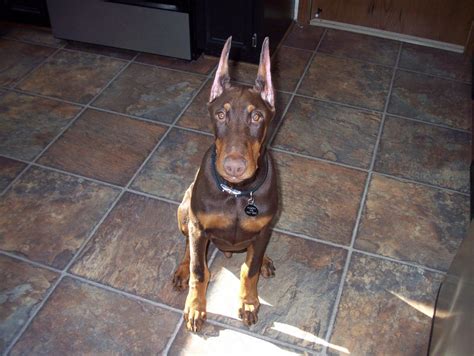 potty training my doberman puppy | best training dogs breed