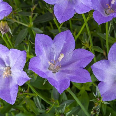 Campanula — ThinkPlants