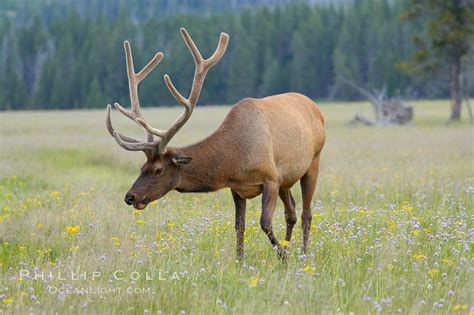 Bull elk, antlers bearing velvet, Gibbon Meadow, Cervus canadensis ...