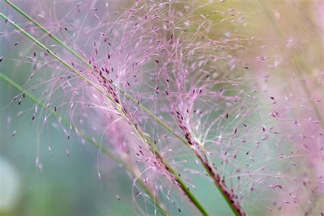 How to Grow and Care for Pink Muhly Grass