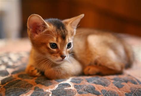 Pet's World: Top 5 Cute Cat Breeds For Families