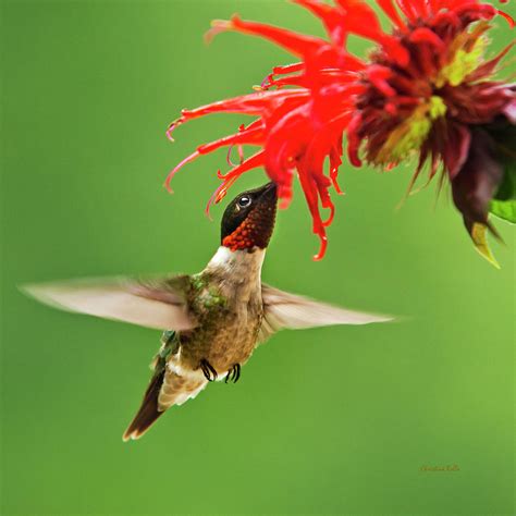 Hummingbird Nectar Photograph by Christina Rollo