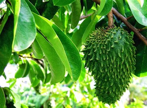 SUMBER ILHAM: KHASIAT DAUN DURIAN BELANDA