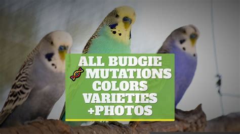 All budgie mutations & colors & varieties +PHOTOS [UPDATED] | Budgies, Mutation, Color