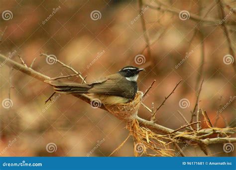 Fantail bird stock image. Image of nest, catcher, bird - 96171681