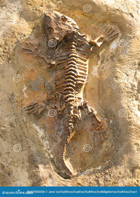 Seymouria Baylorensis - Articifial Cast of Fossil Early Permian Period Stock Photo - Image of ...