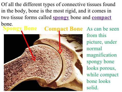 Two Types Of Bone Tissue - slideshare