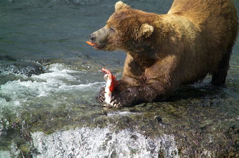 Free photo: Brown Bear Hunting - Animal, Bear, Brown - Free Download ...