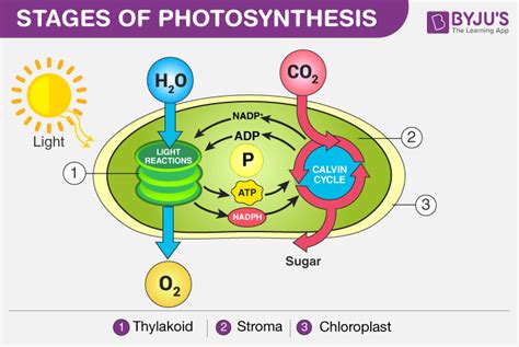 Carbon Fixation Diagram