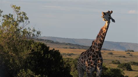 Wildlife Conservation Volunteer Projects in South Africa | Oyster Worldwide