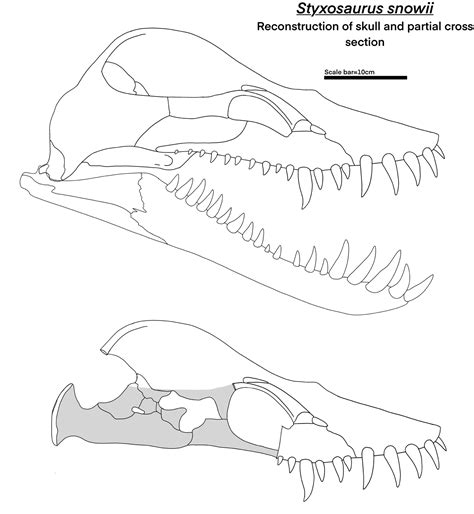 File:Styxosaurus snowii skull diagram.jpg - Wikimedia Commons