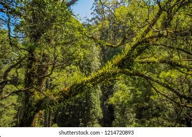 Great Otway National Park Otway Fly Stock Photo 1214720893 | Shutterstock