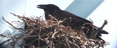 Queens Crap: Ravens nesting in Queens