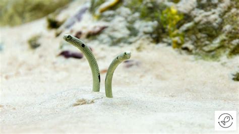 Unique Saltwater Fish Species that Burrow in Sand (With Images)