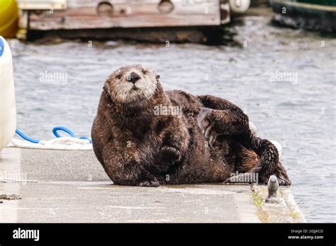 A pregnant northern sea otter rests on a boat dock at the City of Homer ...