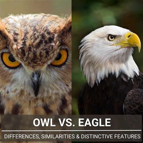 Owl Vs. Eagle - A Full Guide To Differences And Similarities