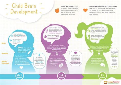 An infographic to show the early development of human brains and the ...