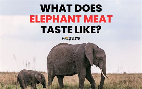 What Does Elephant Meat Taste Like? Is It Even Legal? - HopDes