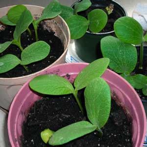 Fidgety Fingers: SPROUTING FROM YOUR PUMPKIN SEEDS : EATING PUMPKIN SPROUTS AND SHOOTS