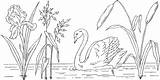 Free Swan Coloring Pages sketch template