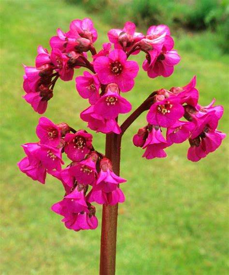 Types of bergenia – 15 pretty varieties for shade and…