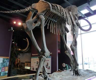 Washington State Fossil | Columbian Mammoth