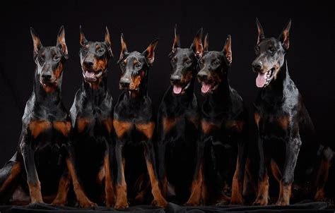 Doberman Desktop Wallpapers - Wallpaper Cave