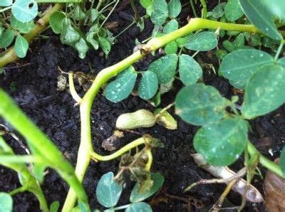 Discover the Best Time to Harvest Peanuts