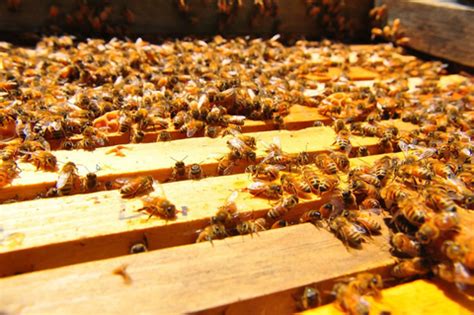 How to do Queen Rearing effectively – Ozee beekeeping Supplies