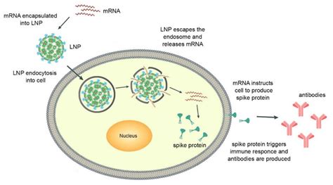 FDA Approved Drugs Using Lipid Nanoparticles Mediated Payload Delivery ...