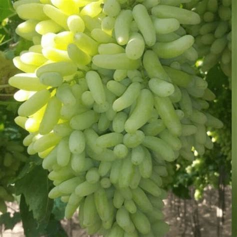 Long Size Super Sweet Green Grapes -10 seeds