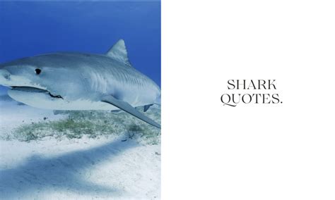 shrimp shark tale quote Archives - MELTBLOGS