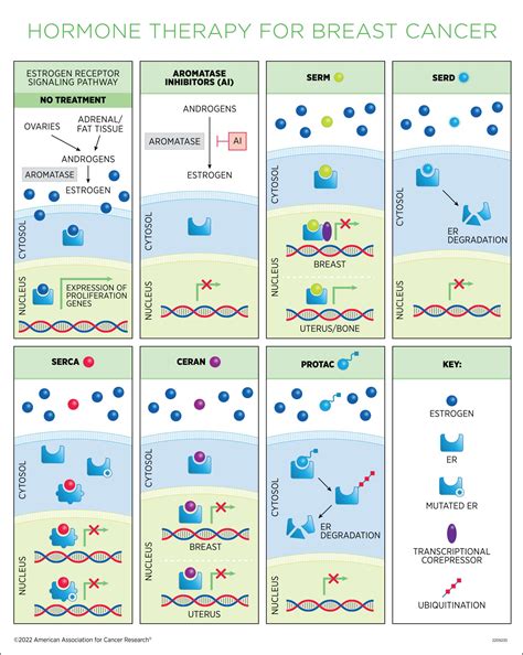 Endocrine Therapy in Breast Cancer: Making Sense of the 'Word Salad' - American Association for ...