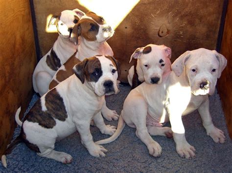 American Bulldog Puppies For Sale | Honolulu, HI #106712