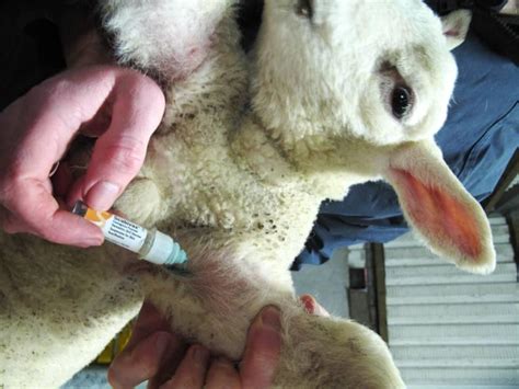 Mastitis in sheep – a cause of significant losses - 04 March 2015 Premium