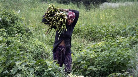 Solving the invasive aquatic weeds problem in Nepal · Global Voices