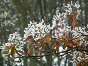 Allegheny Serviceberry - Rock Bridges Trees