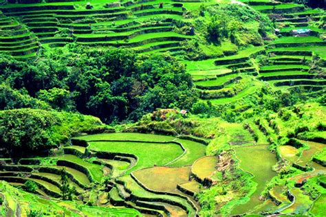 Baguio Rice Terraces Philippines