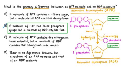 Question Video: Comparing the Structure of an ADP and ATP Molecule | Nagwa