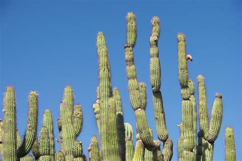 Arizona Cacti Photograph by Jerry Griffin | Fine Art America