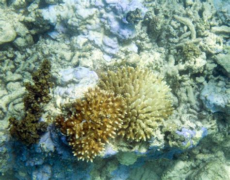 View of Bleaching Coral Reef Stock Photo - Image of fauna, snorkeling: 247362482