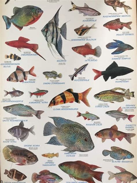 Two beautiful old school posters with tropical aquarium fish - Catawiki