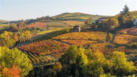 What Does Nebbiolo Taste Like? An Experts Guide