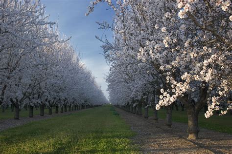 Anthony Dunn Photography: When do the Almond Trees Bloom?