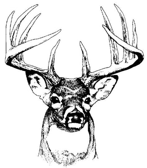 Stag Line Art - ClipArt Best