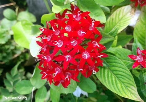 How to grow Pentas flower | Pentas plant care | Pentas lanceolata ...