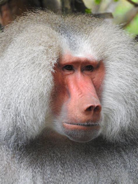 White Baboon · Free Stock Photo